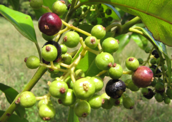 Wofür ist Piment gut? Anwendung und Nebenwirkungen