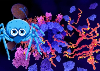 Entdeckung im Gehirn von Spinnen könnte zur Lösung von Alzheimer beitragen