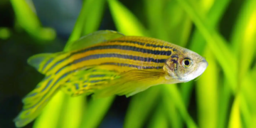 Zebrafisch-Protein Hmga1 eröffnet neue Wege in der Herzregeneration