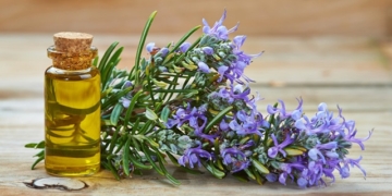 Rosmarin und Rosmarinöl: Wirkung, Vorteile und Anwendung
